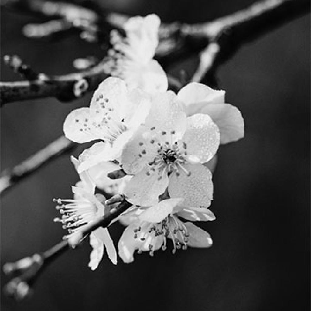 Condoleren zonder - uitvaartcentrum - Nieuwpoort - Koksijde - Middelkerke